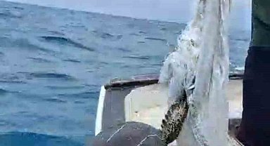 Denize atılan çuvala dolanarak hayat mücadelesi veren caretta carettayı balıkçı kurtardı
