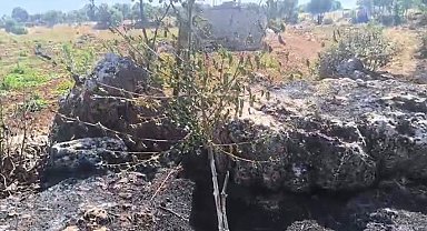 Dicle'de örtü yangını: Onlarca meyve ağacı alevlere teslim oldu
