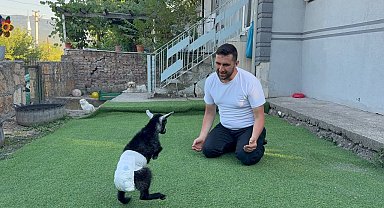 Doğuştan engelli yavru keçiyi sahiplenip evlatları gibi büyütüyorlar