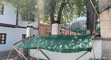 Dökülen dutlar için ağlı önlem