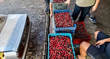 Dünya sofralarını süsleyen 'Napolyon' kirazda bereket yaşanıyor