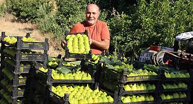 Dünyanın ilk incirinde son hasat bereketi