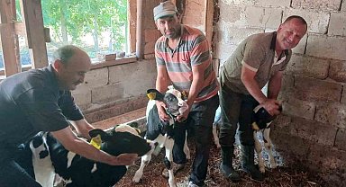 Edirne'de besicinin üçüz buzağı sevinci