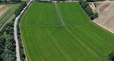 Edirne'de çeltiğe su bereketi: Rekolte 400 bin tonu aşacak