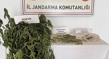 Efeler'de kenevir operasyonu