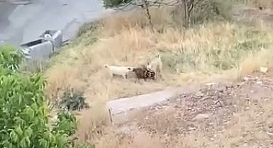 Elazığ'da sokak köpekleri 2 keçiyi telef etti