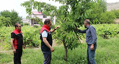 Erzincan'da kiraz hasadında bereketli sezon