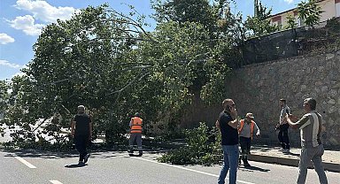 Eskişehir'de devrilen ağaç kara yolunu kısmen trafiğe kapattı