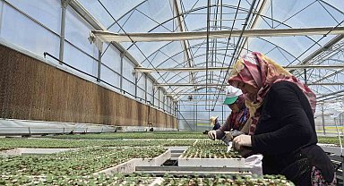 Eskişehir'de jeotermal ve İtalyan teknolojili fide üretimi yapılıyor