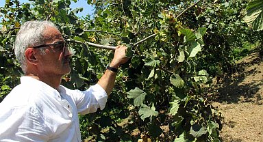 Fındıkta yeni hasat sezonu öncesi fiyatlar geriledi, gözler alım fiyatında