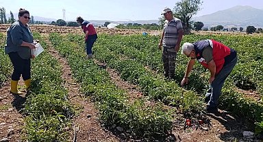 Gediz'de hasat öncesi domateslerde gıda güvenliği denetimi