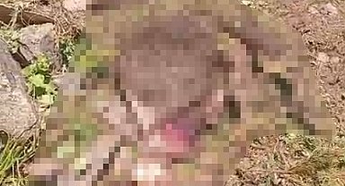Gümüşhane'de kaybolan inek ayı tarafından parçalandı