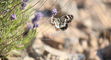 Harput'ta lavanta üzerindeki kelebeklerden görsel şölen