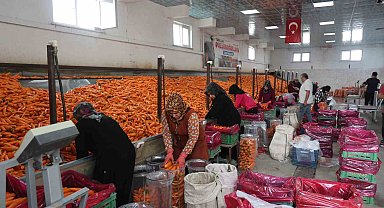Havuç üretiminin yüzde 67'si Konya'dan