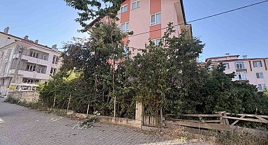 Ihlamur ağacından düşen emekli öğretmen yaralandı