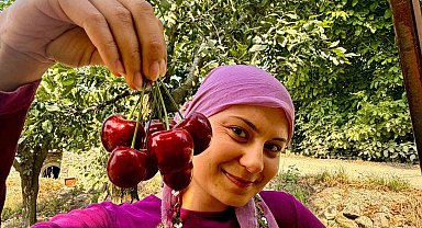 İhracatlık kirazda hasat dönemi başladı