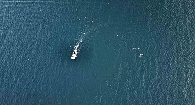 İstanbul'da Yunuslar hazır balık için balıkçı teknelerinin peşinde