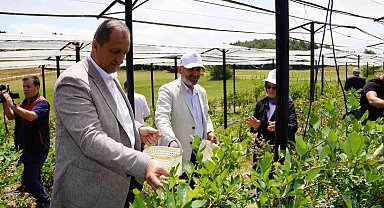 İznik'te yaban mersini hasadı başladı