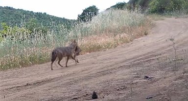 Karaca, kurt, porsuk ne ararsan var... Ağzında karaca taşırken görüntülendi