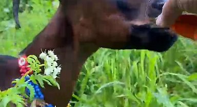 Keçinin bardaktan çay içtiği görüntüler herkesi tebessüm ettirdi