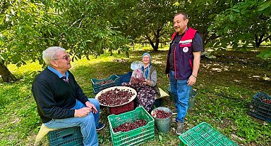 Kiraz bahçelerinde hasat öncesi pestisit denetimi