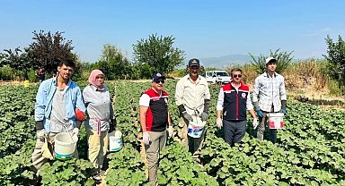 Koçarlı, Aydın'ın bamya üretimindeki liderliğini sürdürüyor