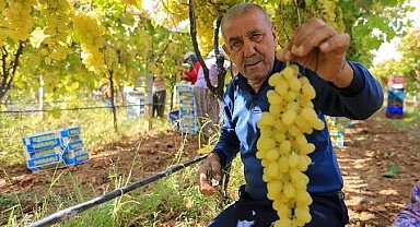Manisalı üretici üzüm fiyatlarının erken açıklanmasını bekliyor