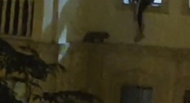 Mardin'de mahsur kalan kedi kurtarıldı