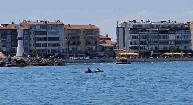 Marmara'nın sürpriz misafirleri: İki yunus teknenin yanında görüntülendi