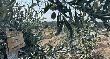 Milas'ta bilimsel yöntemlerle taşınan zeytin ağaçları, bir yıl dolmadan yeniden meyve vermeye başladı