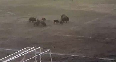 Milas'ta yaban domuzları futbol sahasını mesken tuttu