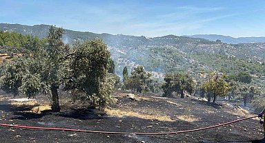 Milas'ta ziraat alanı yangını büyümeden söndürüldü