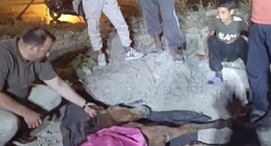 Minibüsün çarptığı başıboş at "Haybulans" ile tedaviye alındı