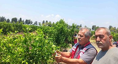 Narenciye bahçelerinde faydalı böcek salımı yapıldı