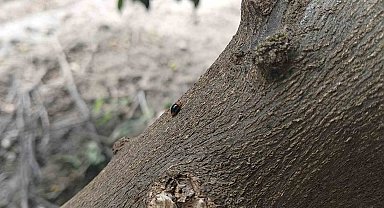 Narenciyede zararlılara karşı faydalı böcek seferberliği