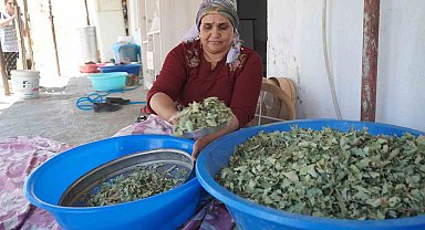 Nesillerin ikinci kez tanıklık ettiği 'kudret helvası' bolluğu yöre halkını sevince boğdu: "Bu Allah'ın nimeti, Mezopotamya'nın eşsiz hazinesi"