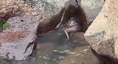 Ordu'da kayalıkların arasında avlanan su samuru görüntülendi