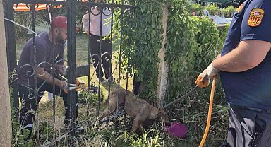 Parmaklıklara sıkışan köpek kurtarıldı
