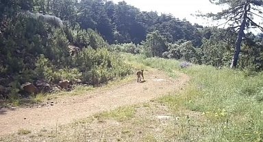 "Ormanın hayaleti" vaşak Çankırı'da görüntülendi