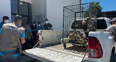 Rehabilitasyonu tamamlanan 35 yaban kuşu doğayla buluşturuldu