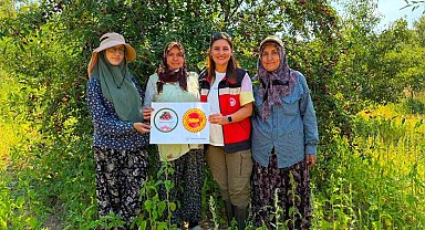 Şaphane vişnesi için tescil çalışmaları sürüyor