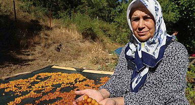 Satılamayan kirazlar kurutularak kışlık çereze dönüştürülüyor