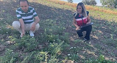 Simav'da TAKE Projesi kapsamındaki nohut üretimi yerinde incelendi