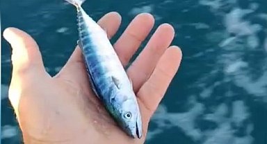 Sinop'ta sezonun uğuru yakalandı