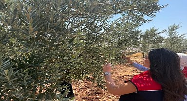 Şırnak'ta zeytin bahçelerinde hasar tespit çalışmaları başlatıldı
