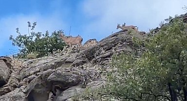 Sivas'ta dağ keçileri ailecek kameraya yakalandı