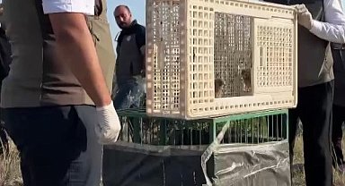 Sivas'ta yuvadan düşen iki kerkenez yavrusu doğaya bırakıldı
