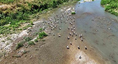 Soğanlı Çayı'nı mesken tutan leylekler dronla görüntülendi