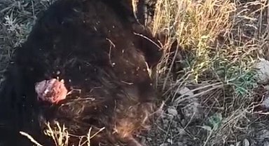 Sokak köpekleri sürüden ayrılan keçiye saldırdı