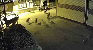 Sürü halindeki köpeklerden korkan kedi, pencere demirine tırmandı